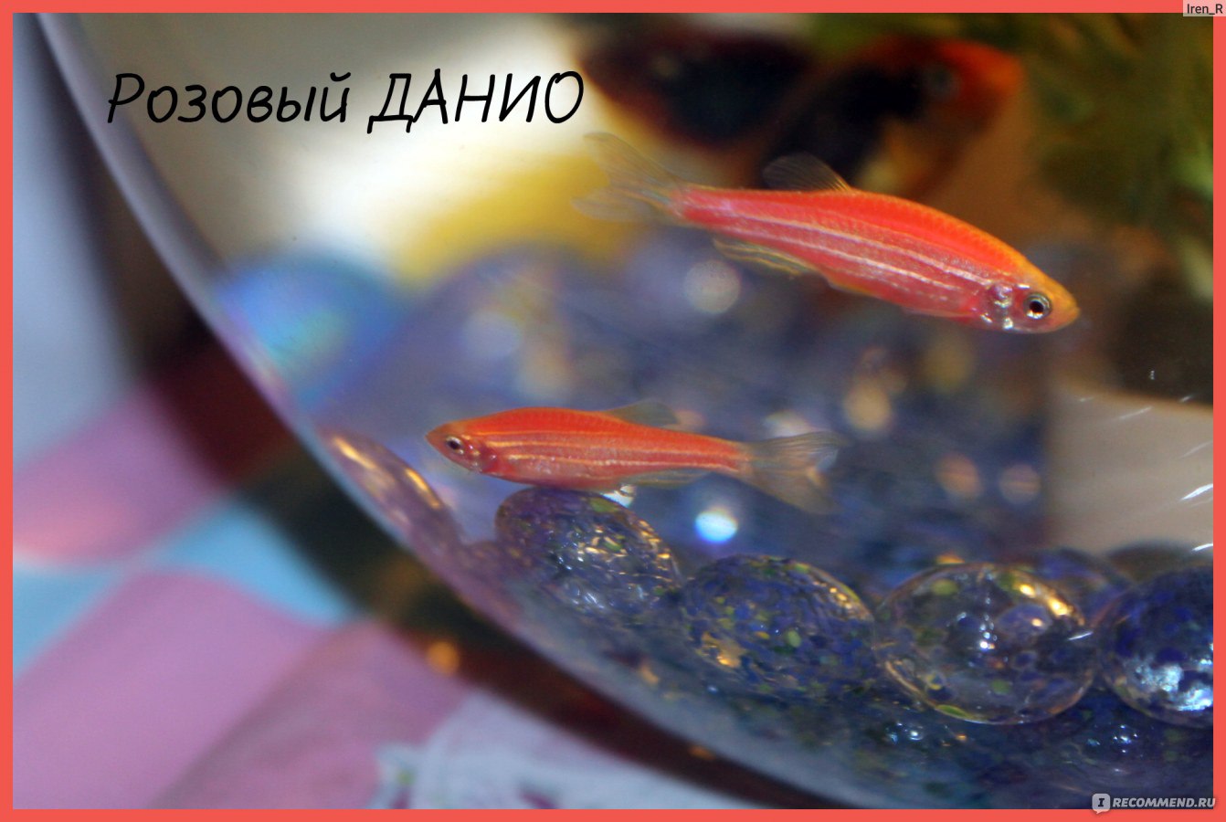 Данио розовый (данио рерио розовый) : размножение, содержание и уход, совместимость, кормление, фото, видео
