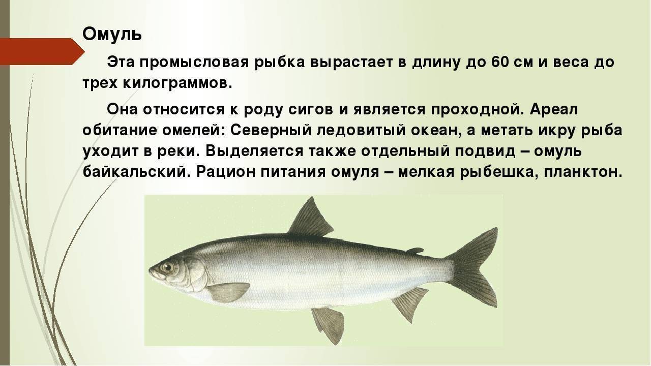 Рыбы сибири. рыба северных таежных рек (фото)
