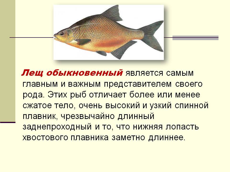 Лещ - подробное описание рыбы: где обитает, чем питается