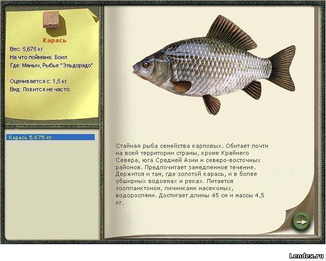 Карась серебряный: описание, ареал обитания, размножение :: syl.ru