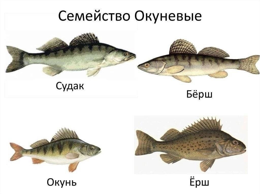 Берш