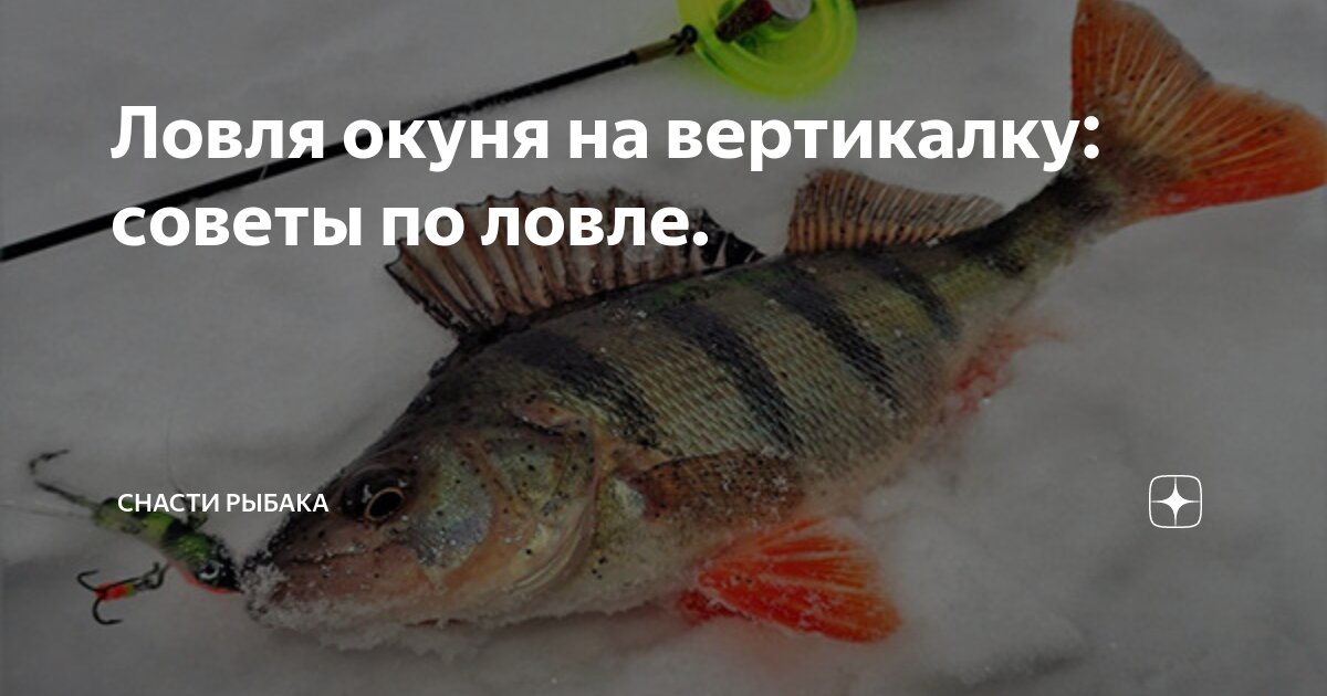 Подробный обзор ловли окуня зимой: на что, где и как поймать крупного хищника?
