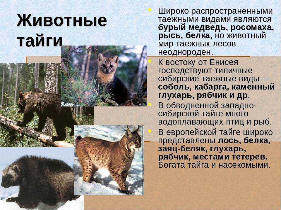Тайга | животный мир россии