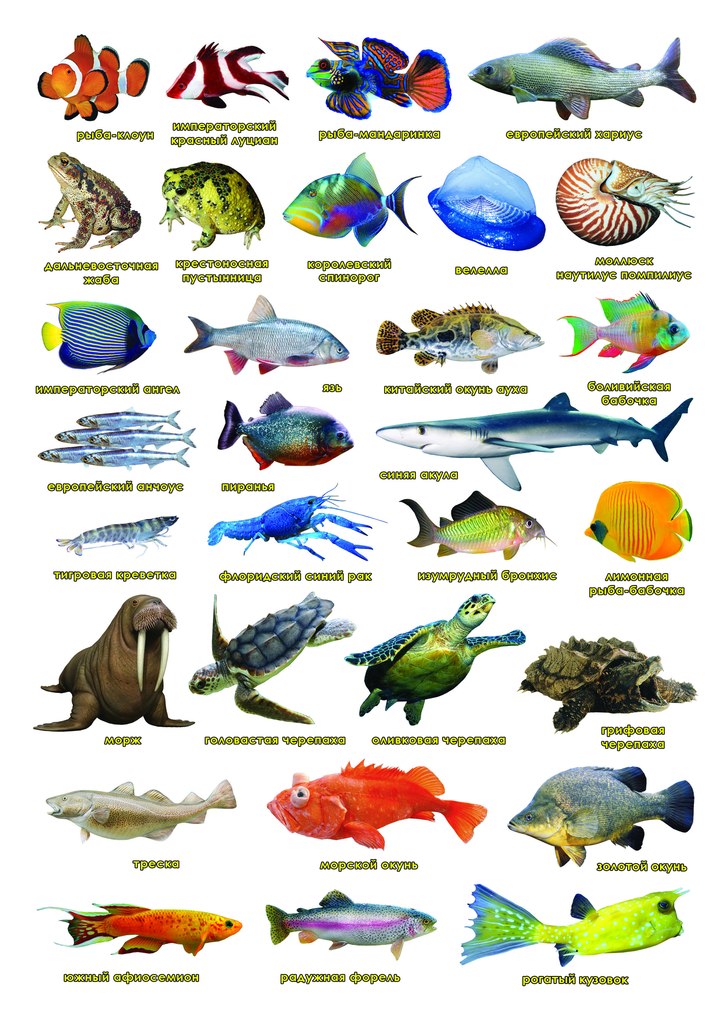Красивые морские рыбы