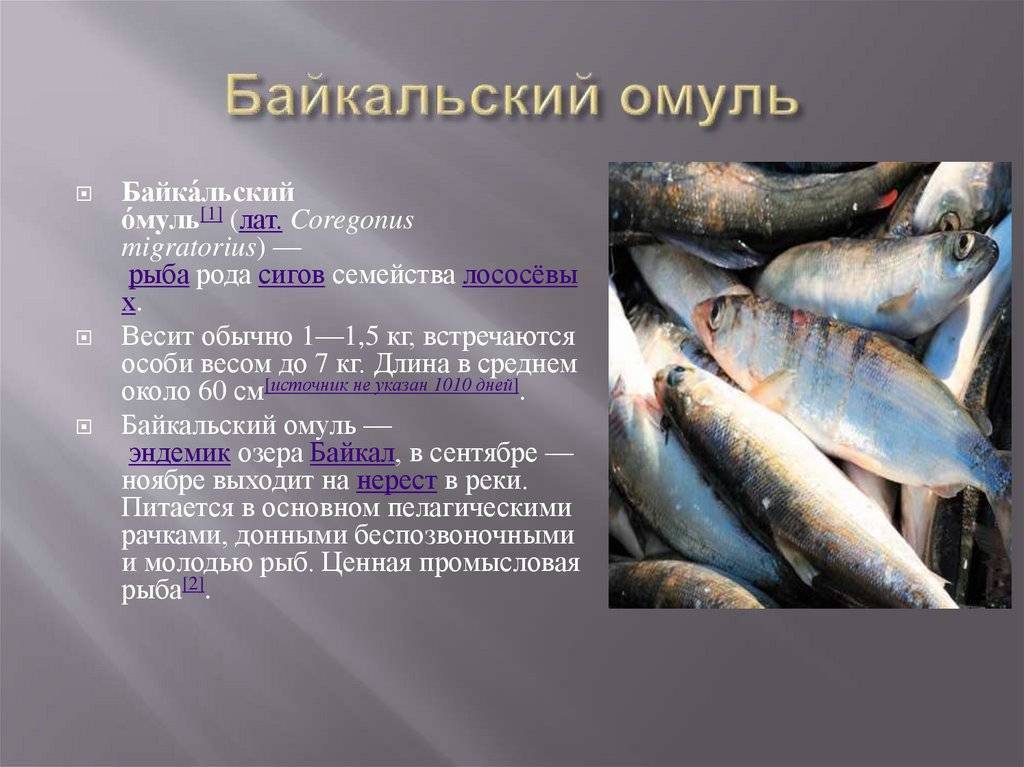 Омуль рыба: фото, википедия, среда обитания, где водится, как выглядит