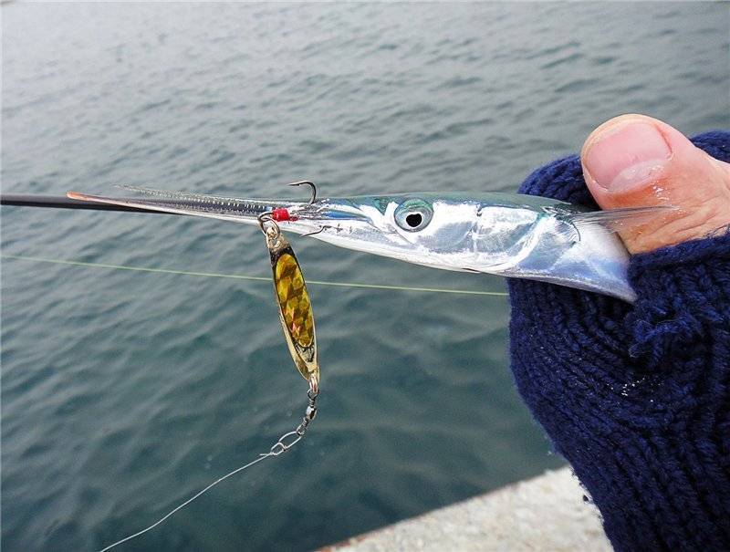 Снасть для ловли саргана в балтийском море - рыба