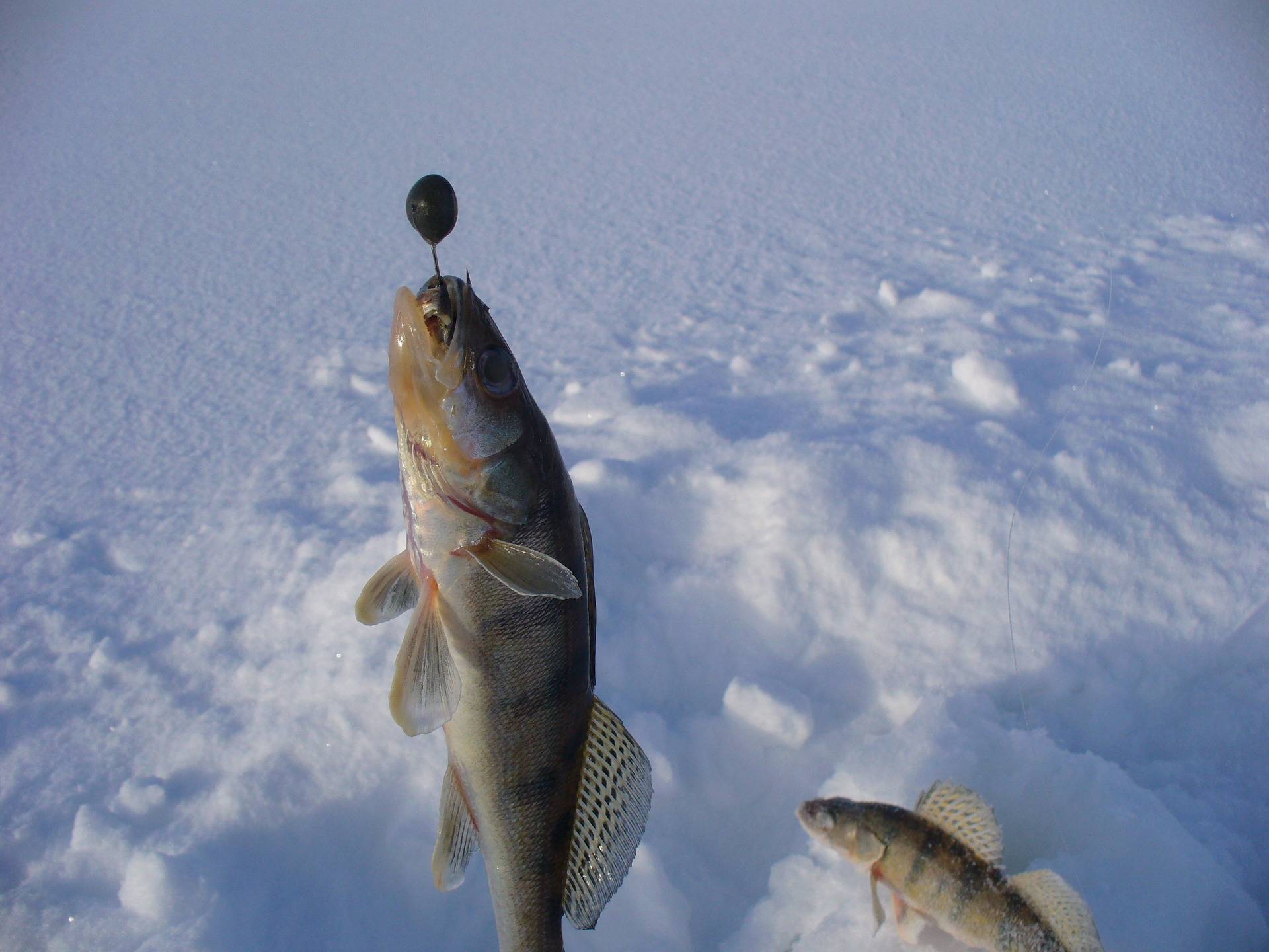 Зимняя ловля судака со льда,снасти для ловли судака зимой