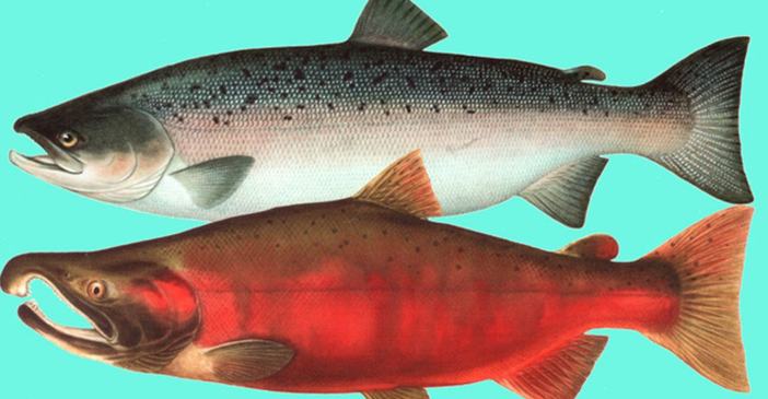 Красная рыба кижуч: места обитания, польза и вред