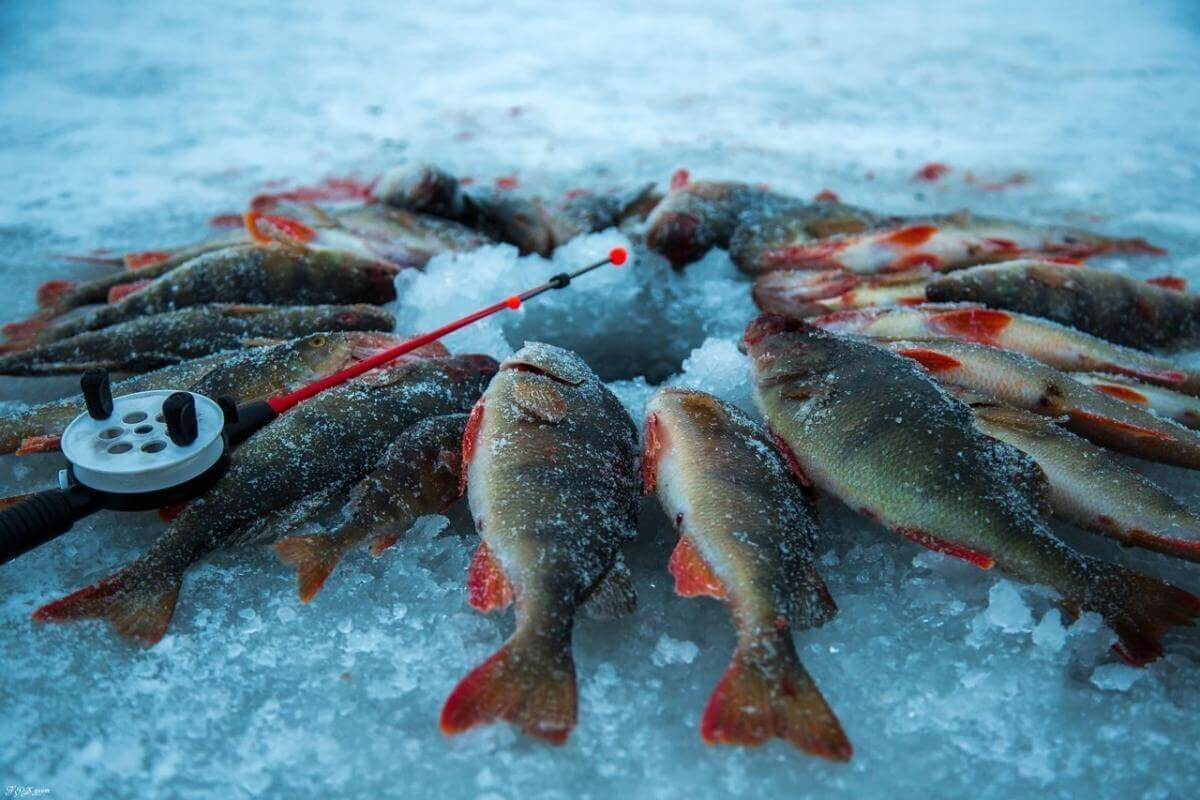Зимняя рыбалка. Подледная рыбалка. Зимняя рыбалка на льду. Рыбалка фото.