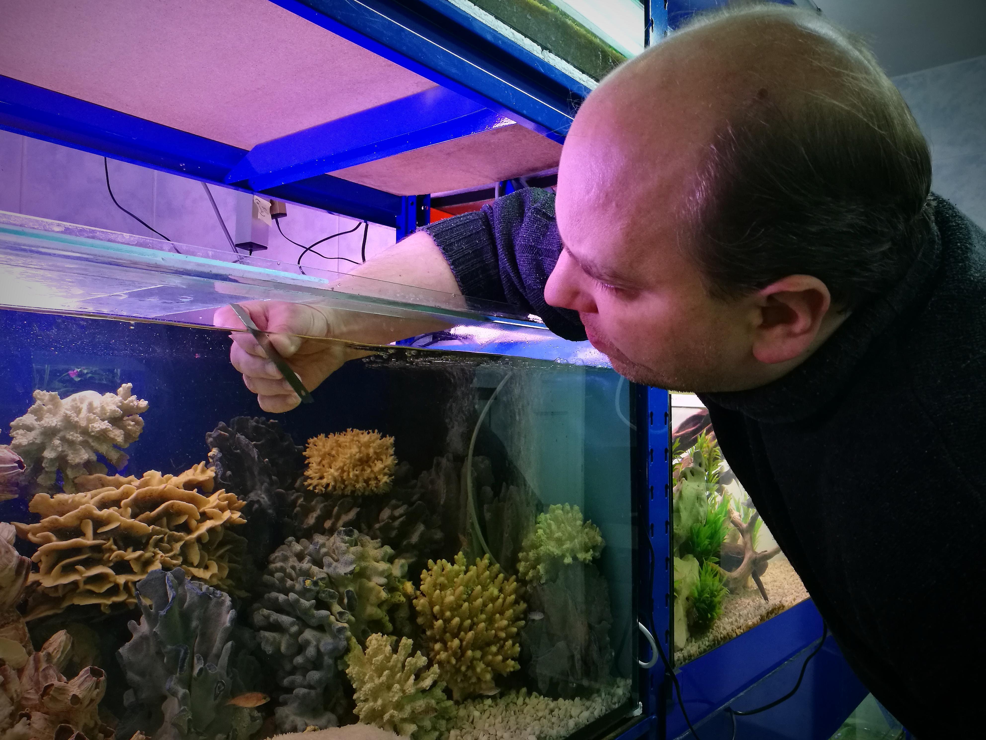 Как продезинфицировать аквариумные камни марганцовкой. как перезапустить аквариум после болезни рыб