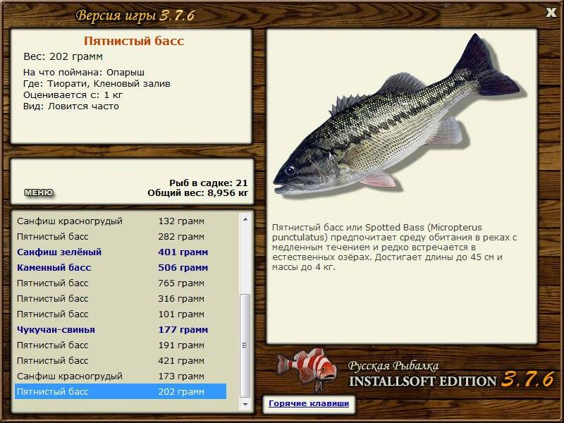 Рыба сибас: полное описание и  фото | вкус и калорийность