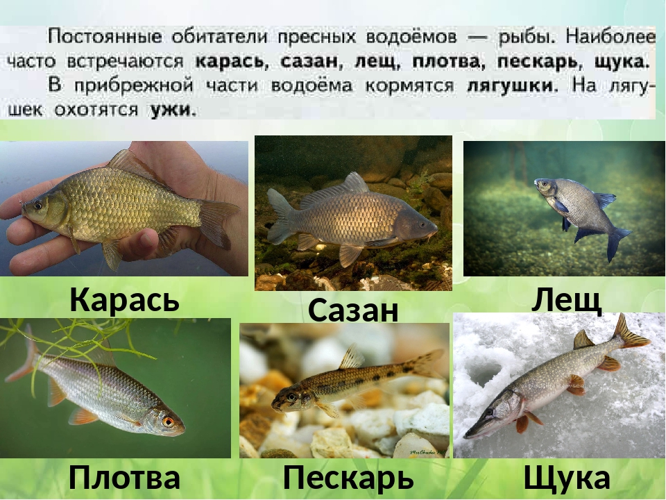 Рыбы обитатели водоемов