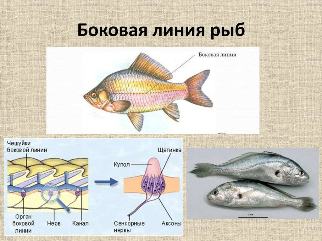 Внешнее и внутреннее строение рыб: скелет, органы и пищеварительная система