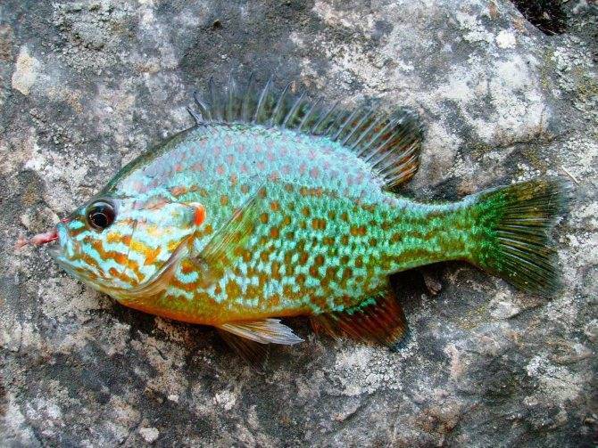 Калифорнийский солнечный окунь: описание вида, содержание радужной рыбы в аквариуме, можно ли есть