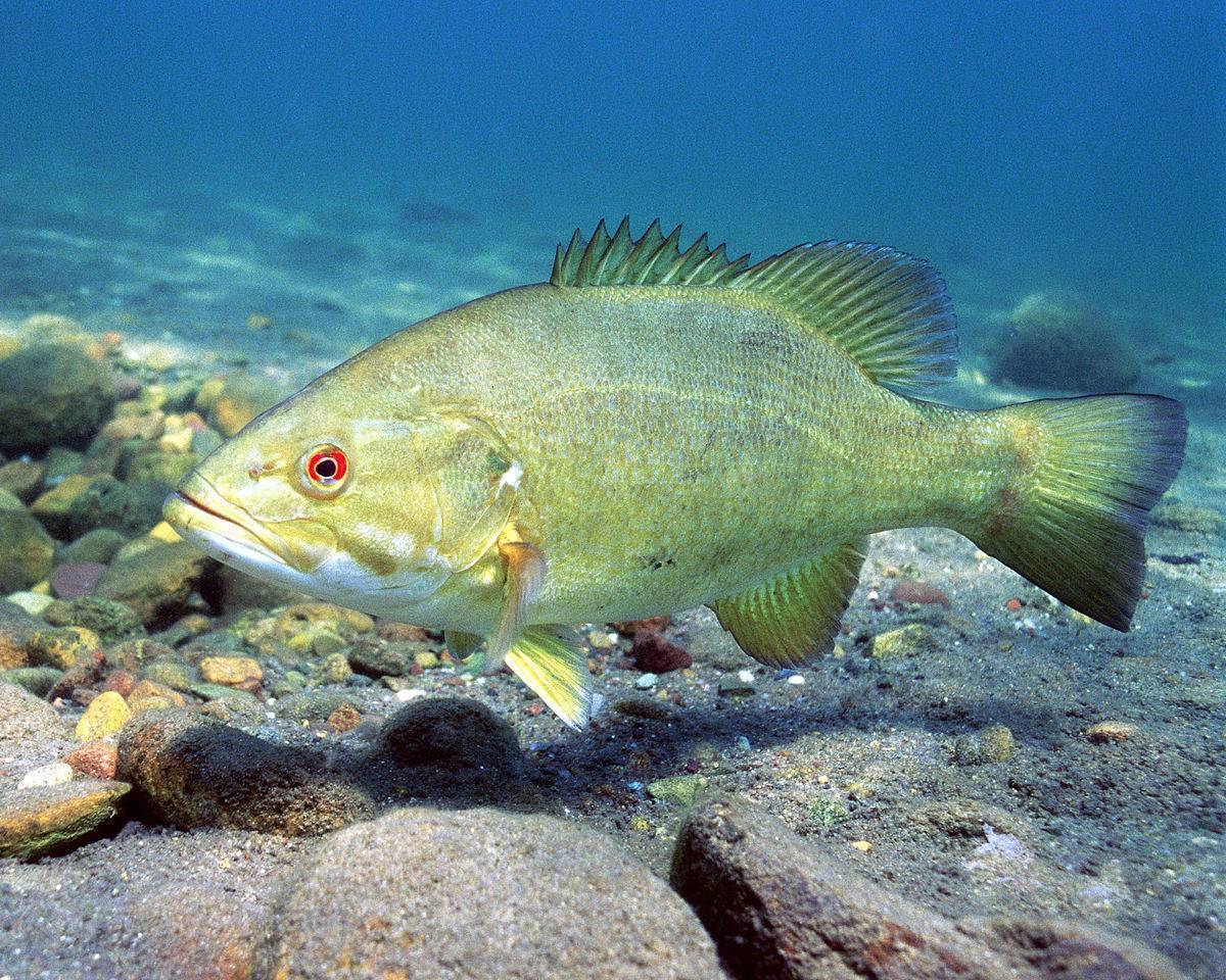 Стеклянный окунь рыба. образ жизни и среда обитания стеклянного окуня | животный мир
