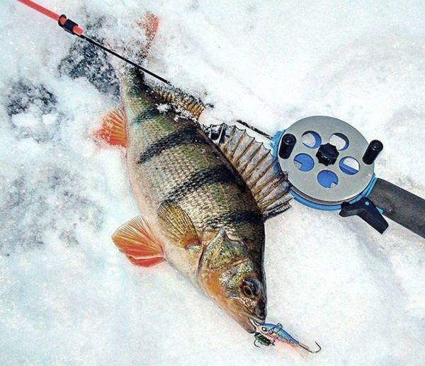 Ловля леща зимой: все тонкости для начинающих рыбаков