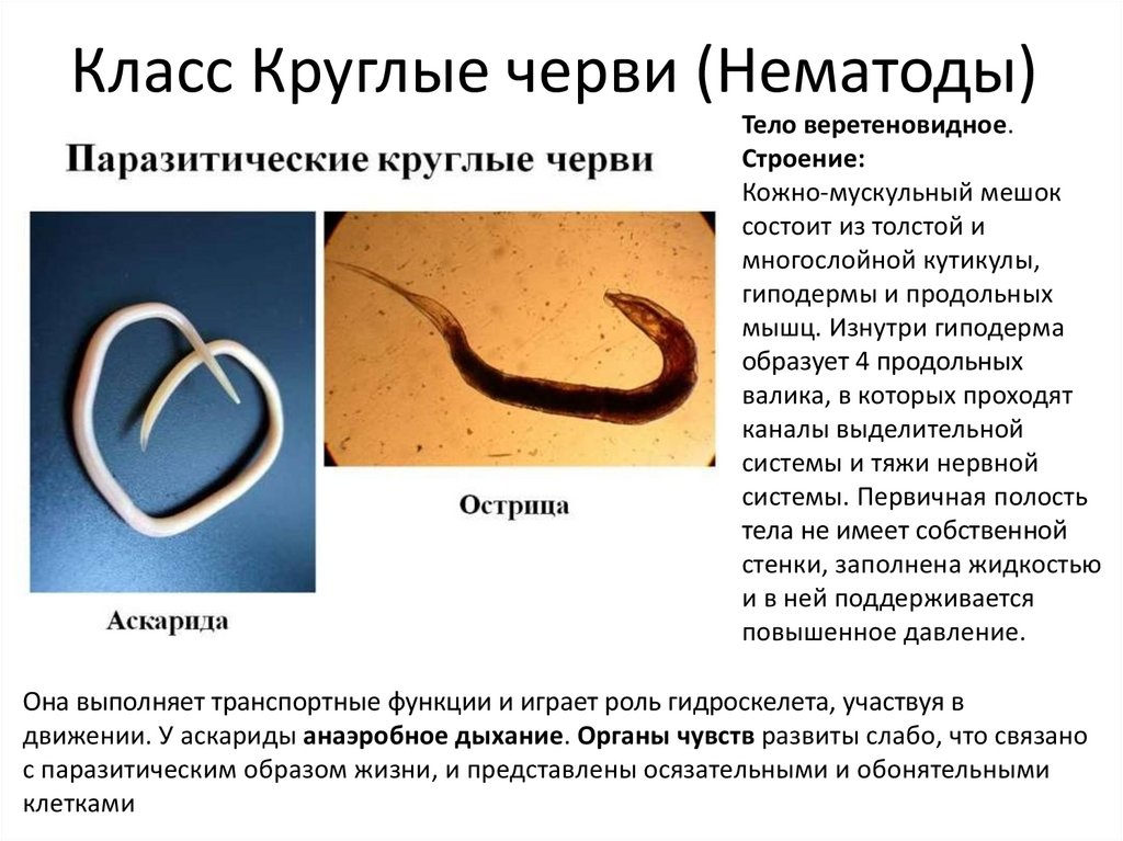 Круглые черви (нематоды) - bio-lessons