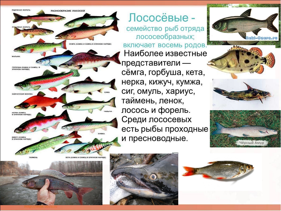 Красная рыба какие виды. Рыбы семейства лососевых названия. Классификация лососеобразных рыб. Лососёвые породы рыб перечень. Семейство лососевые (Salmonidae).