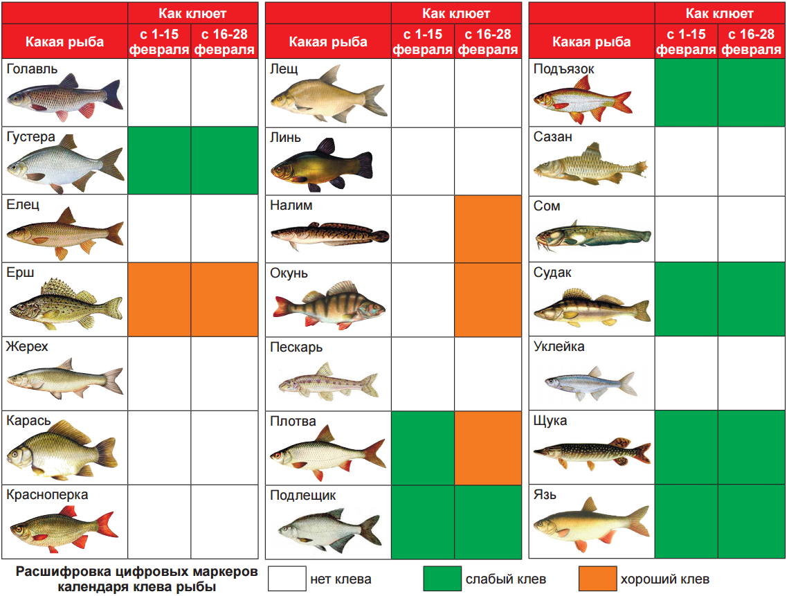 Какую рыбу можно ловить. Таблица рыболова. Какая рыба когда будет клевать. Таблица зимних рыбалок. Какая рыба на что клюет.