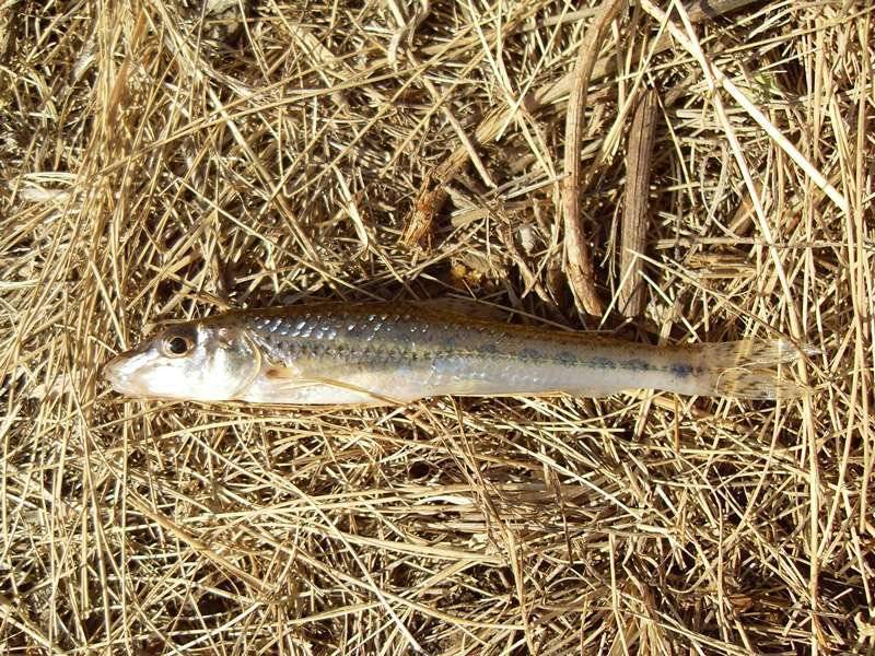 Рыба пескарь: описание и фото речного семейства рыбы