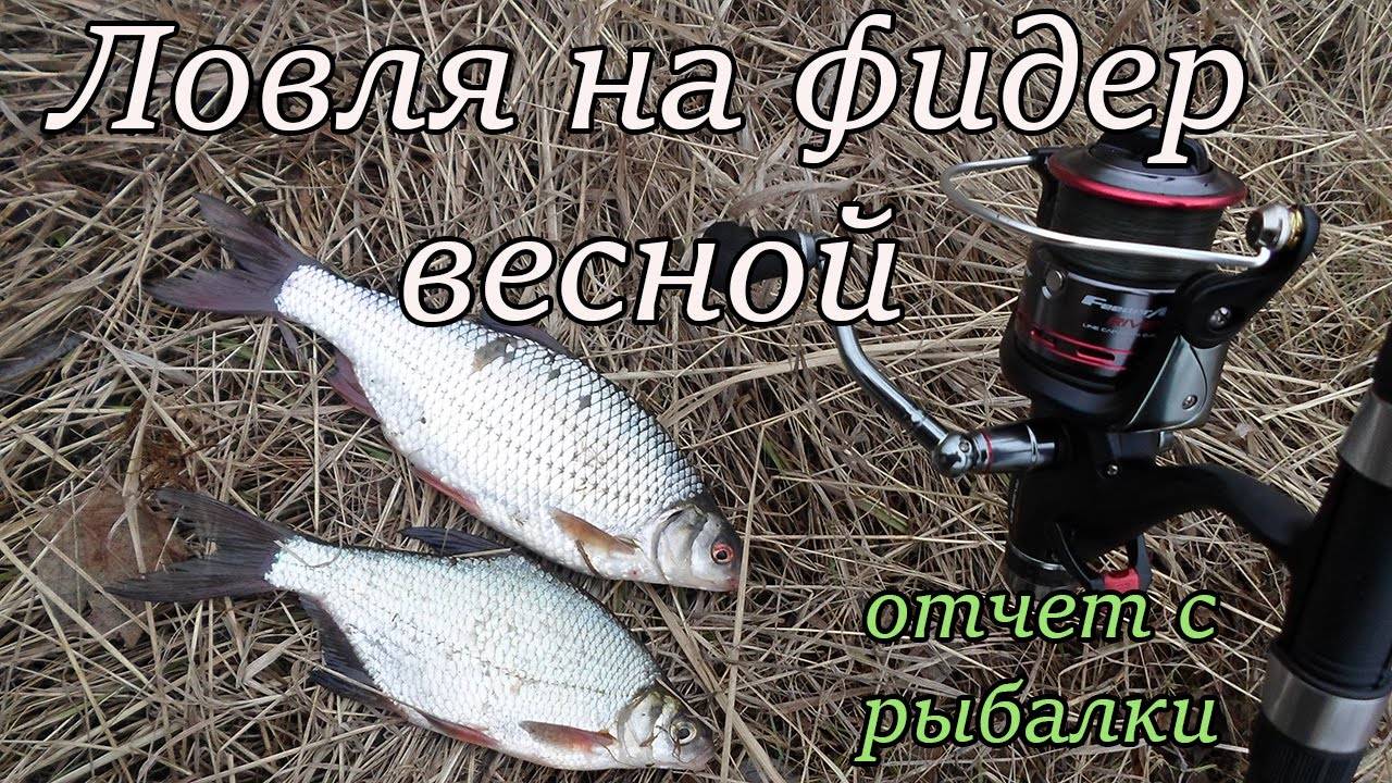 Густера рыба – фото и описание, где водится, как поймать и приготовить