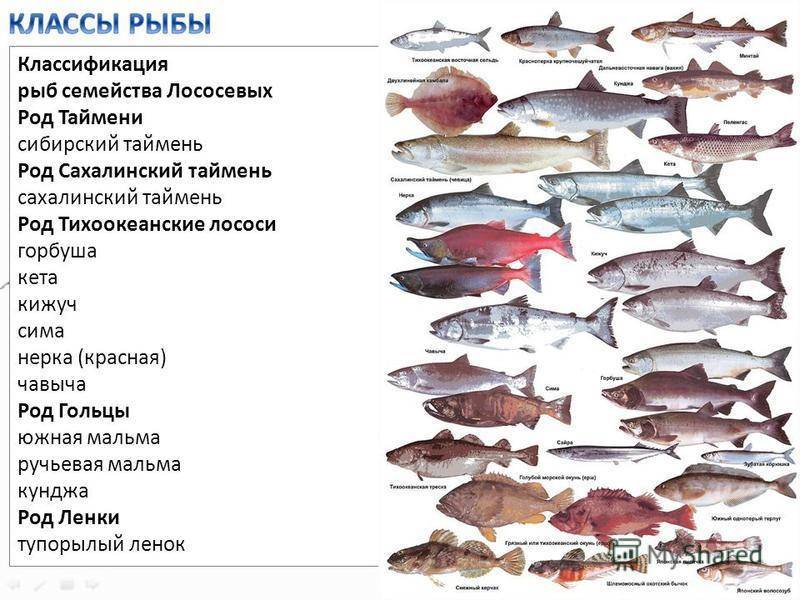 Рыба кета — внешний вид и полезные свойства