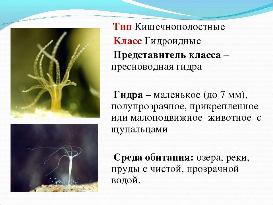 Внешний вид, передвижение и питание пресноводной гидры. что такое гидра
