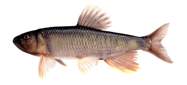 Живородящие аквариумные рыбки: список с фото и описанием - ribulki.ru