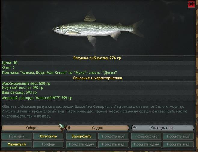 Ряпушка — описание рыбы, ловля и рецепты приготовления