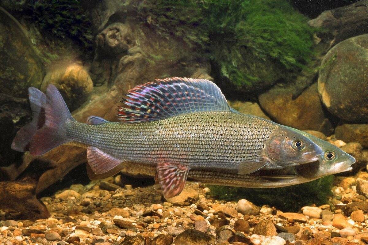 Рыба «елец сибирский» фото и описание