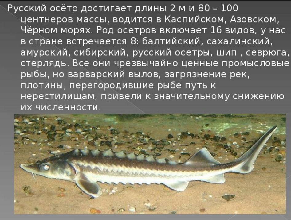 Список осетровых рыб: названия, описание и фото, какие рыбы относятся
