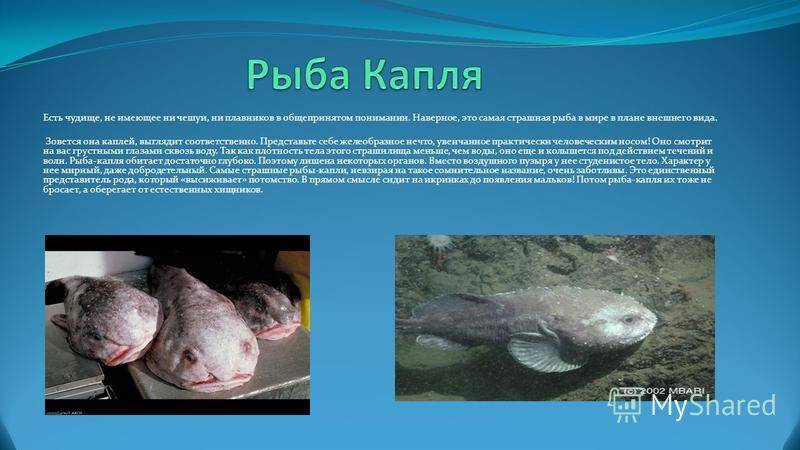 Рыба капля: внешний вид, фото, особенности, интересные факты, среда обитания