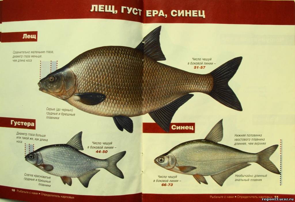 Рыба гольян (обыкновенный, озерный, речной) — фото и описание