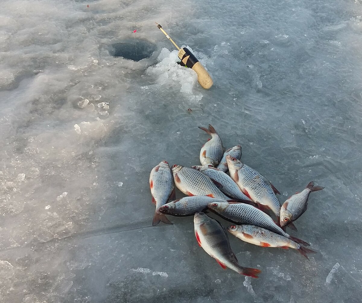 Ловля подлещика зимой: прикорм на зимней рыбалке, как ловить по первому льду, снасти на мормышку и поплавок