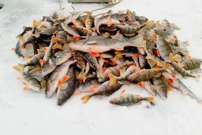 Много клева. Улов на льду. Зимний улов рыбы. Зимняя рыбалка улов. Куча рыбы на льду.