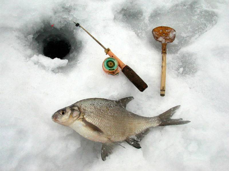 Ловля леща зимой: все тонкости для начинающих рыбаков