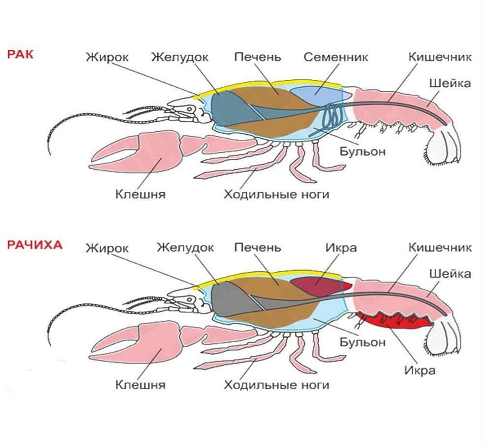 Чем питаются речные раки