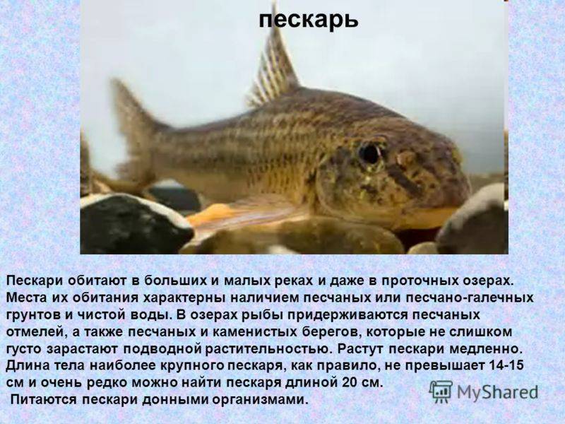 На что ловить пескаря осенью? - приманки и прикормки - fishers-spb.ru