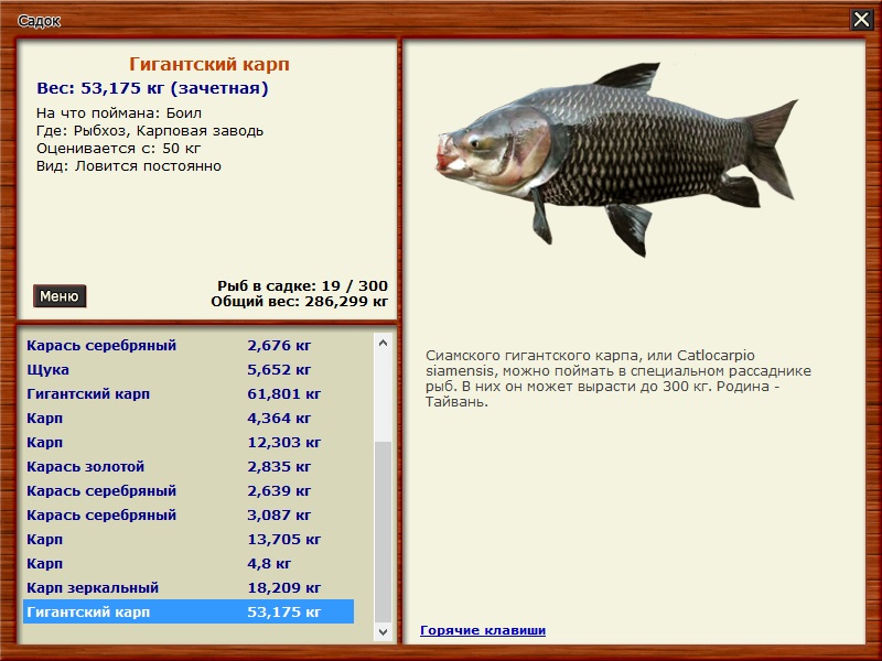 Русская рыбалка 3 ловим зачетную рыбу. Какую рыбу можно поймать. Карп калорийность. Карп БЖУ. На чём можно ловить крупную рыбу.
