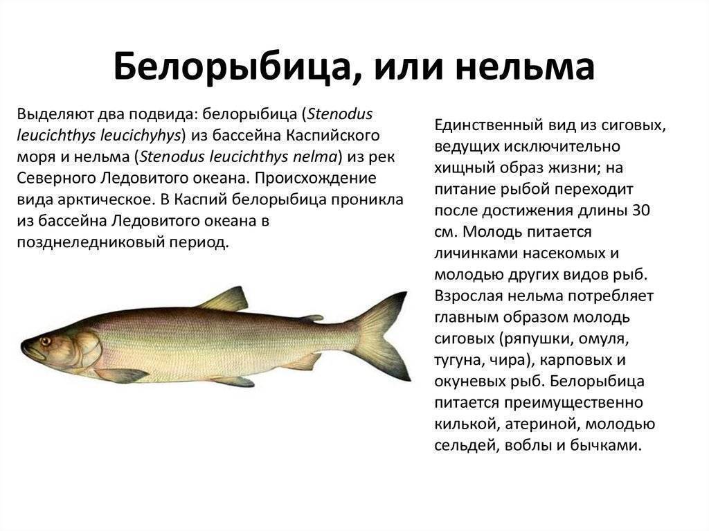 Рыба нельма описание и фото | все о нельме в деталях