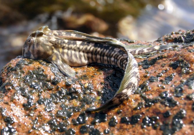 Рыба илистый прыгун: описание, фото, где обитает, чем питается, разновидности, размножение, интересные факты