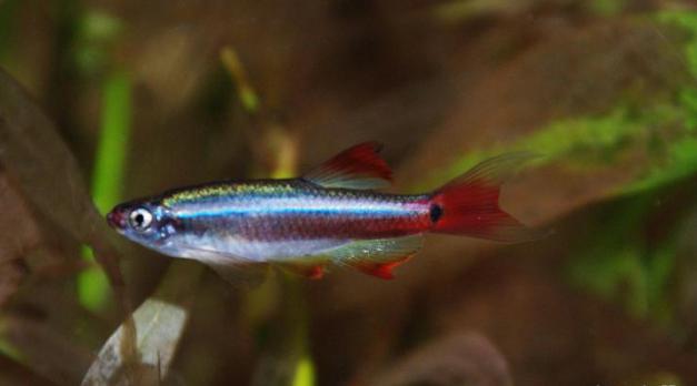 Кардинал аквариумная рыбка (20 фото): внешний вид, условия, содержание, кормление, размножение