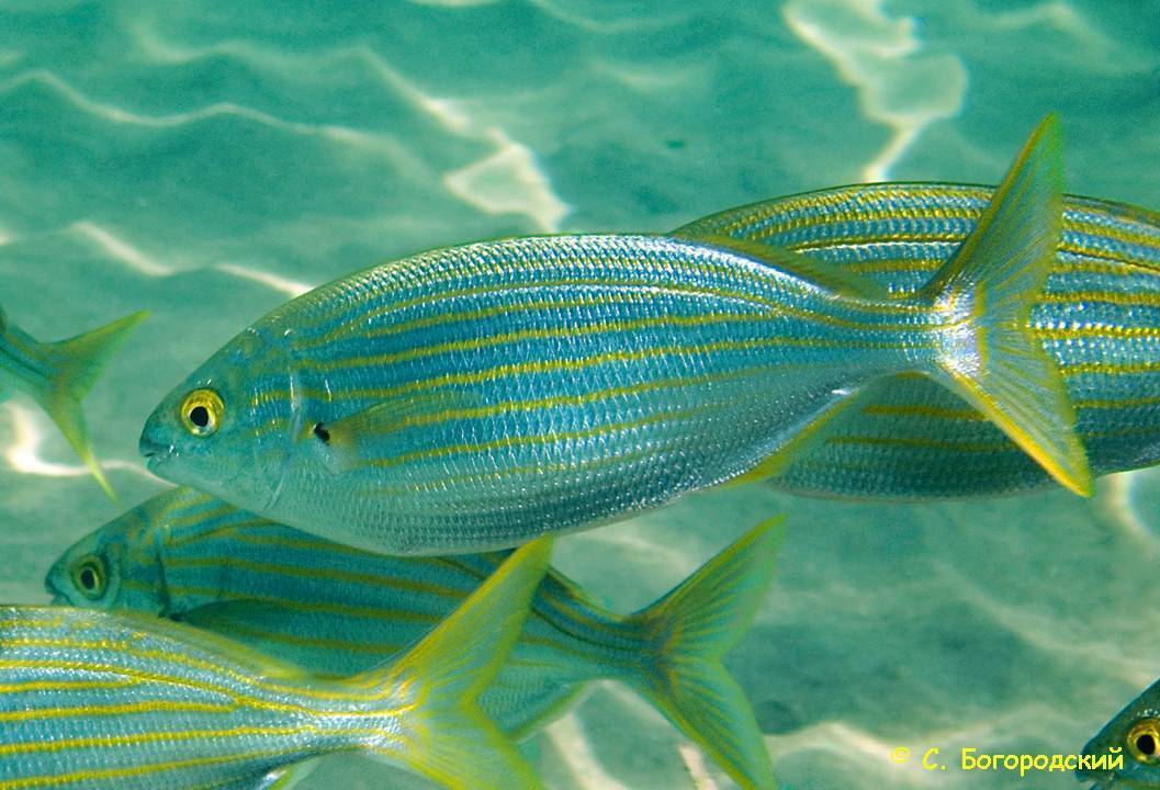 Рыба с галлюциногенным сюрпризом. на кипре есть все - блоги кипра
