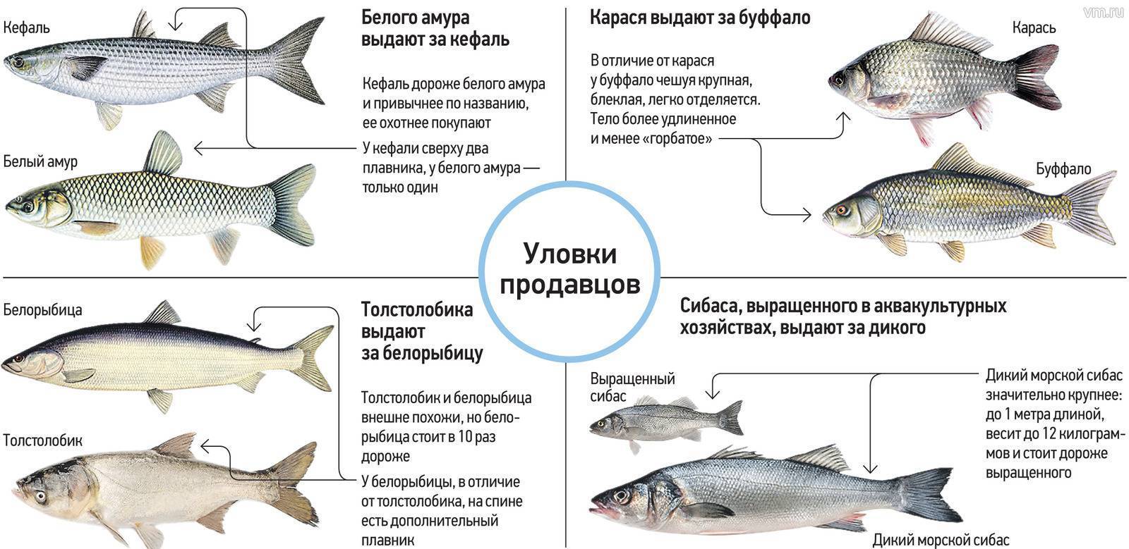 Рыба сиг: характеристика, места обитания, виды с фото, приготовление