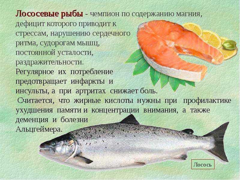 Рыба лососевых пород. Виды лососевых и их описание
