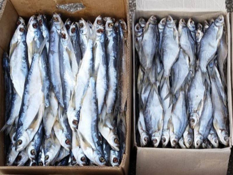 Как хранить вяленую рыбу в домашних условиях