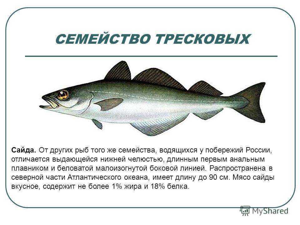 Рыба семейства тресковых - виды, внешний вид, среда обитания, промысел, полезные свойства