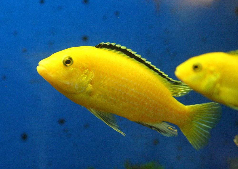 Рыба «Басс жёлтый» фото и описание