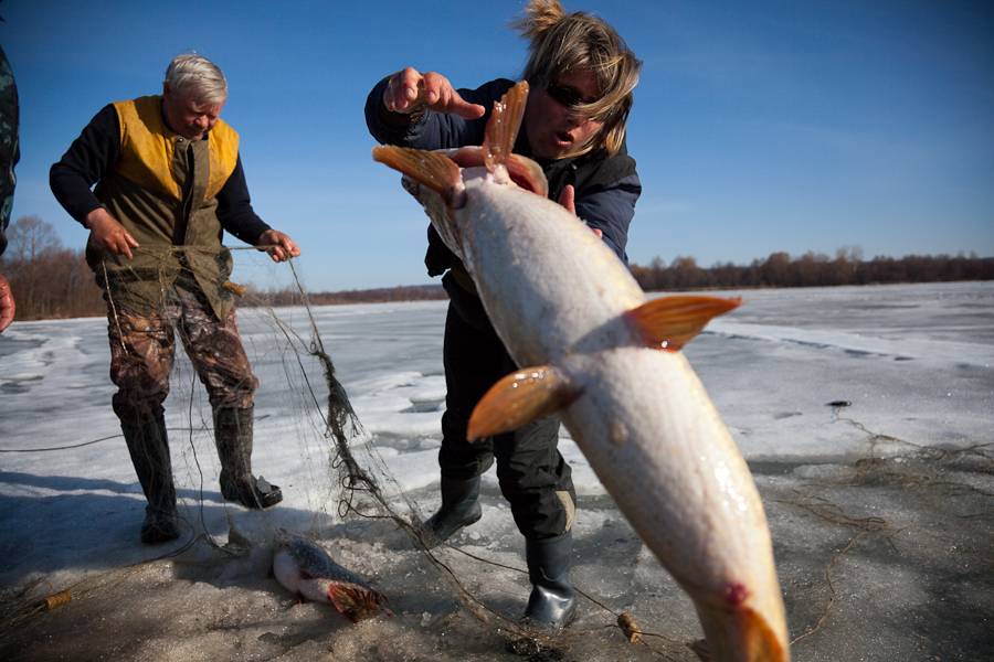 Где сейчас можно ловить рыбу. Плещеево озеро Переславль Залесский. Плещеево озеро рыба. Озеро Плещеево в Переславле-Залесском рыбалка. Рыба Плещеева озера.
