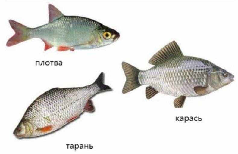 Рыба плотва: фото и описание рыбы